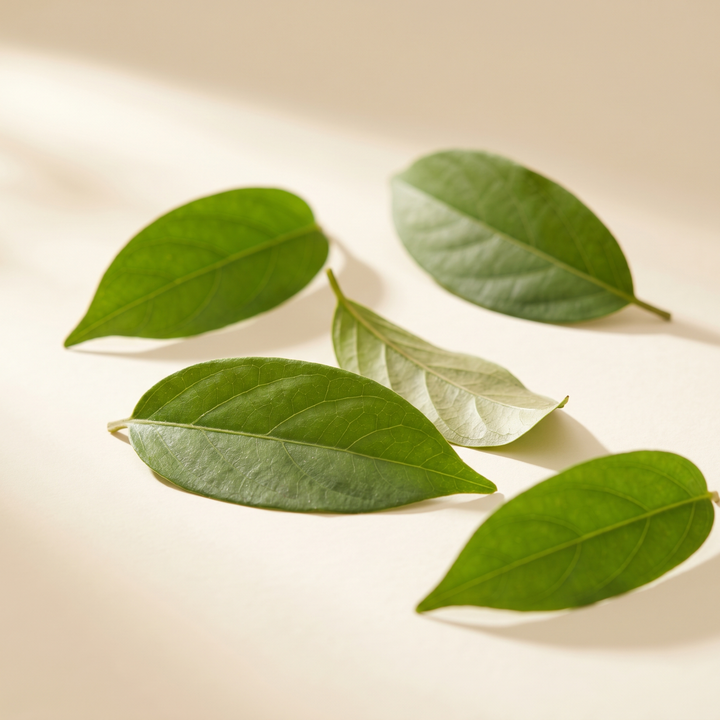 Gymnema sylvestre